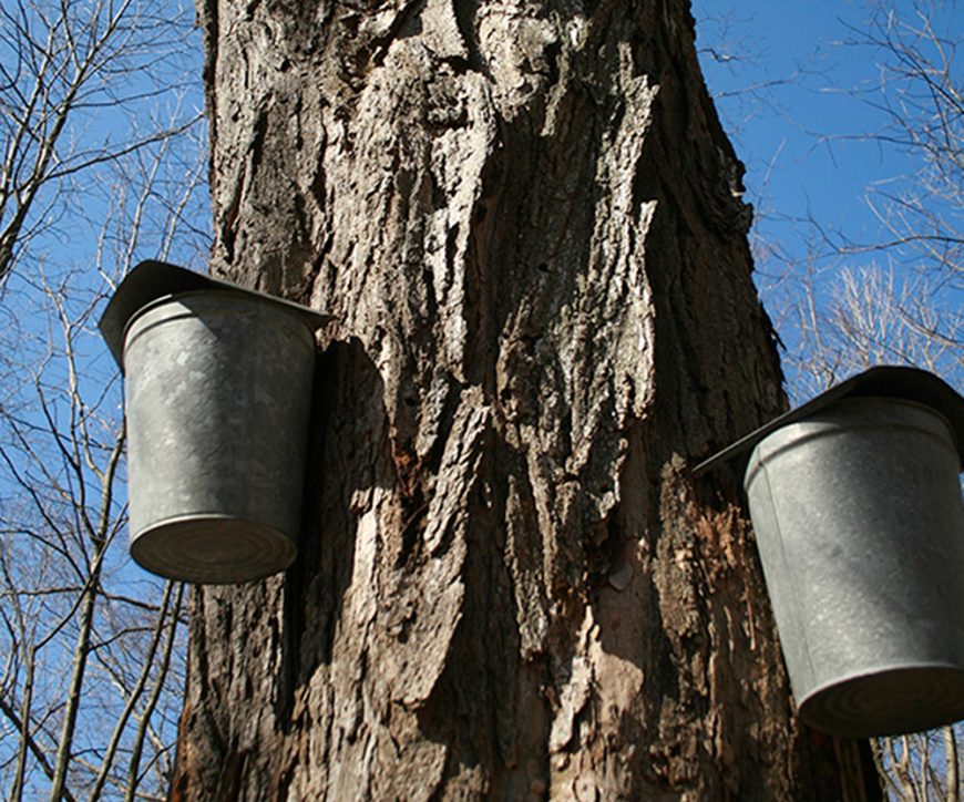 Maple Syrup Allergens